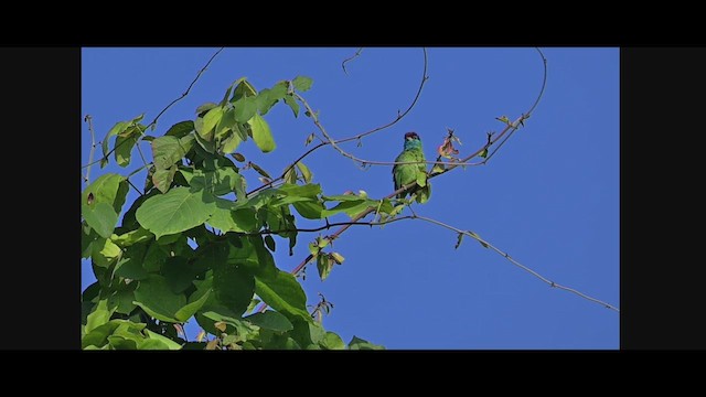 Бородастик блакитнощокий - ML647731244