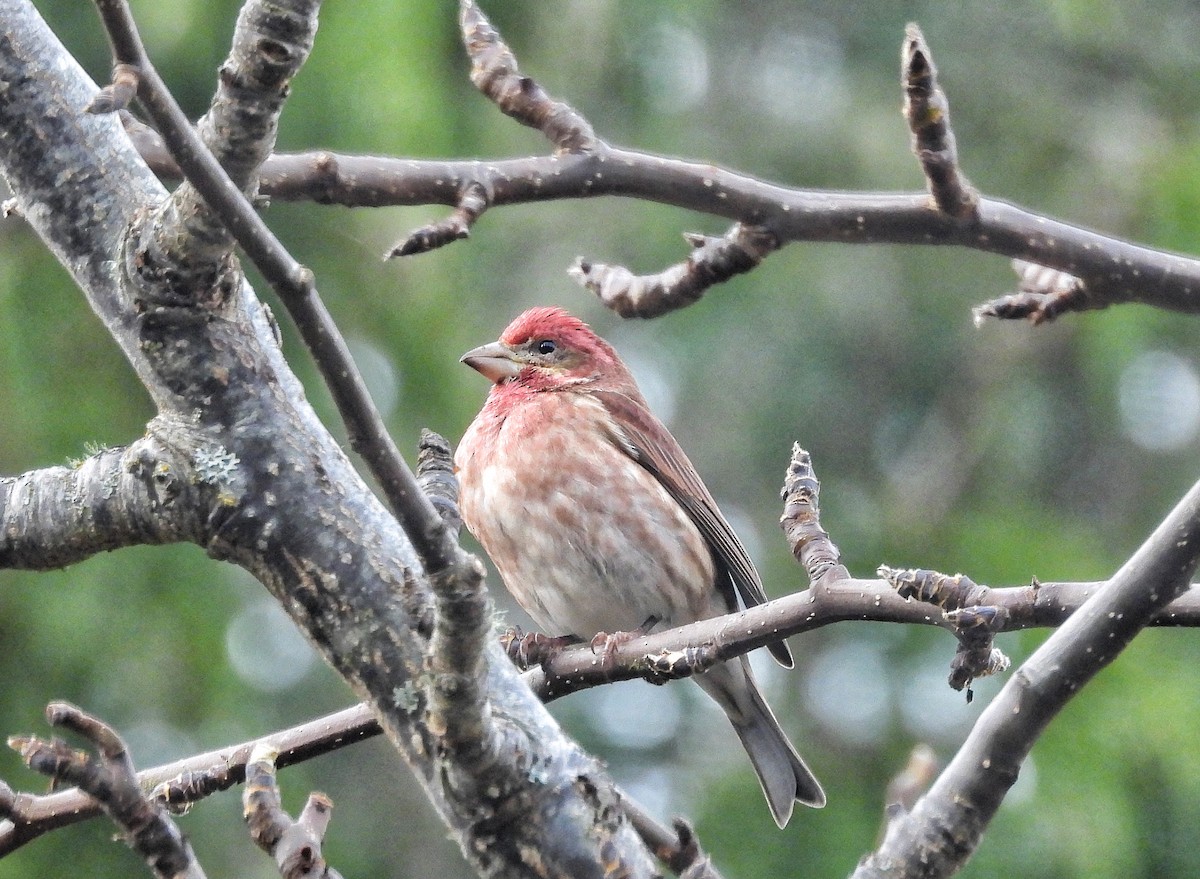 Purple Finch - ML647731248