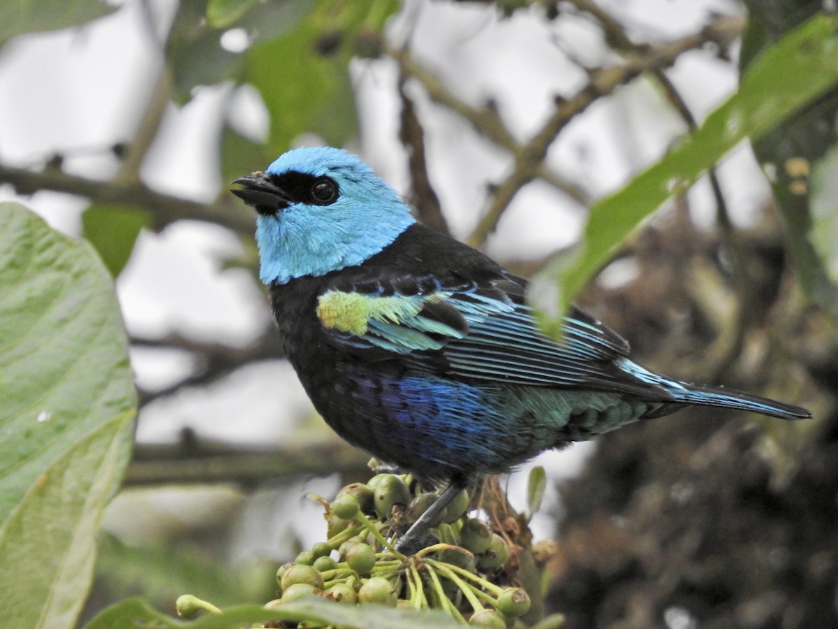 Blue-necked Tanager - ML647731258