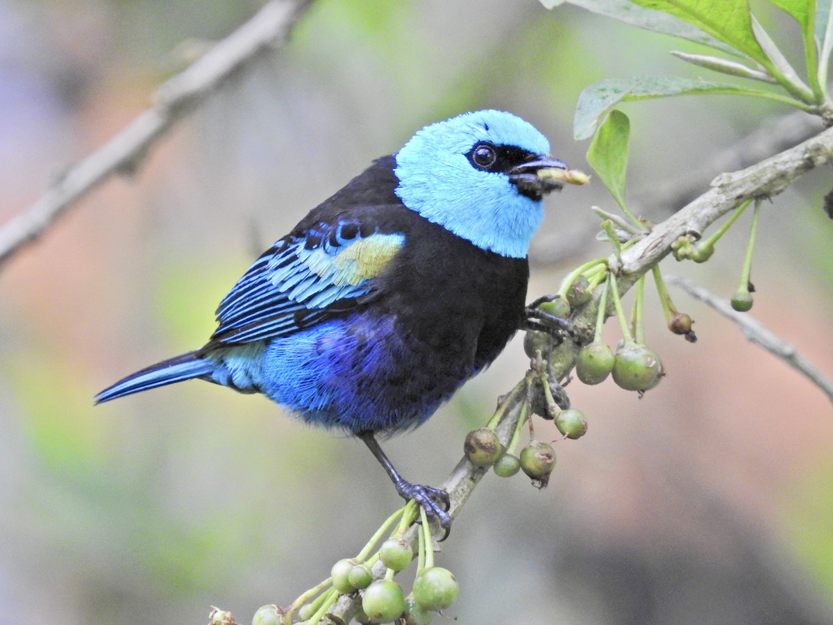 Blue-necked Tanager - ML647731259