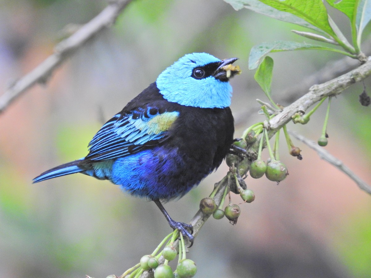 Blue-necked Tanager - ML647731260