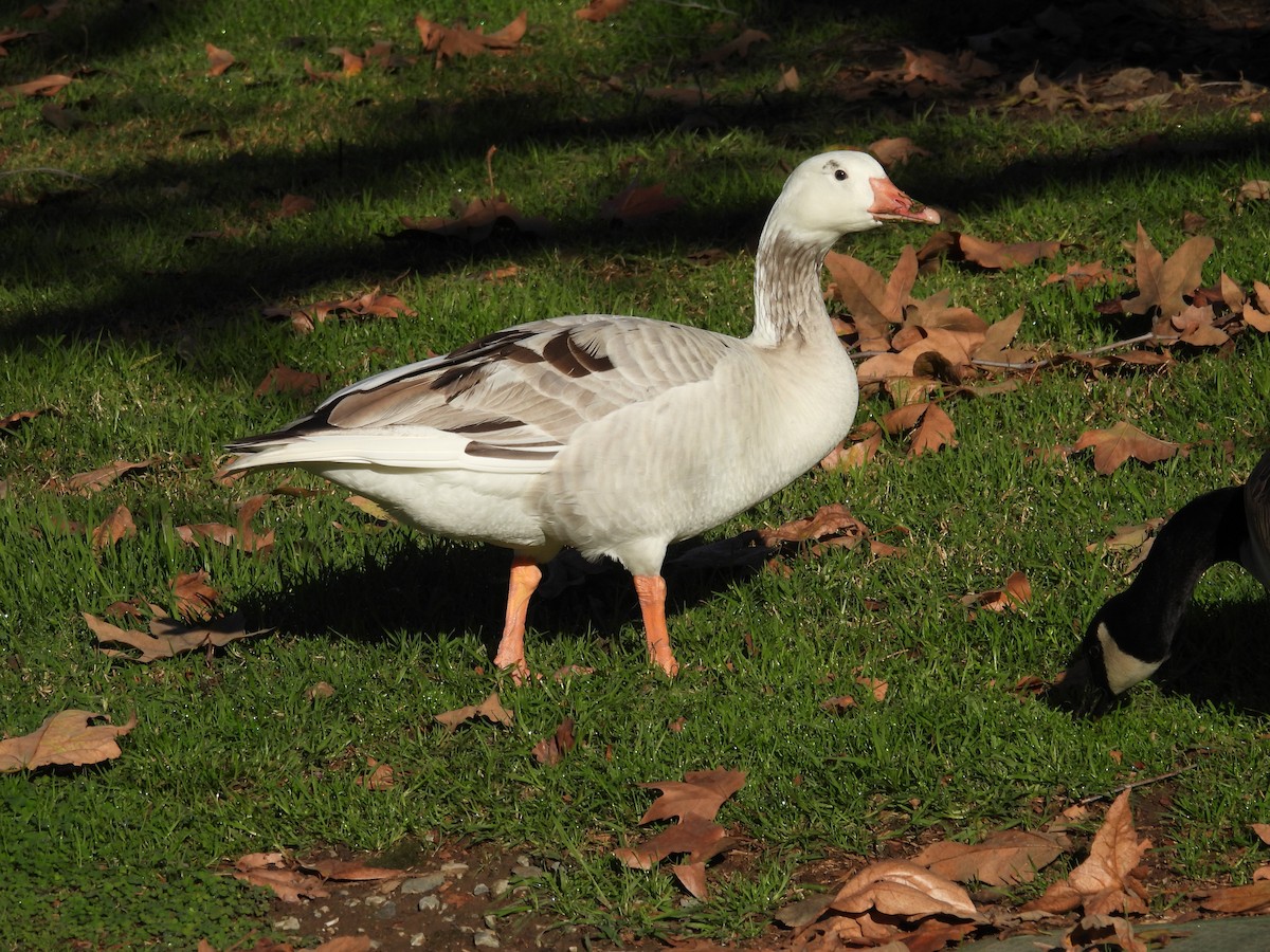 Graylag Goose (Domestic type) - ML647731262