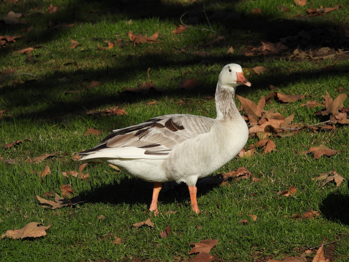 Graylag Goose (Domestic type) - ML647731270