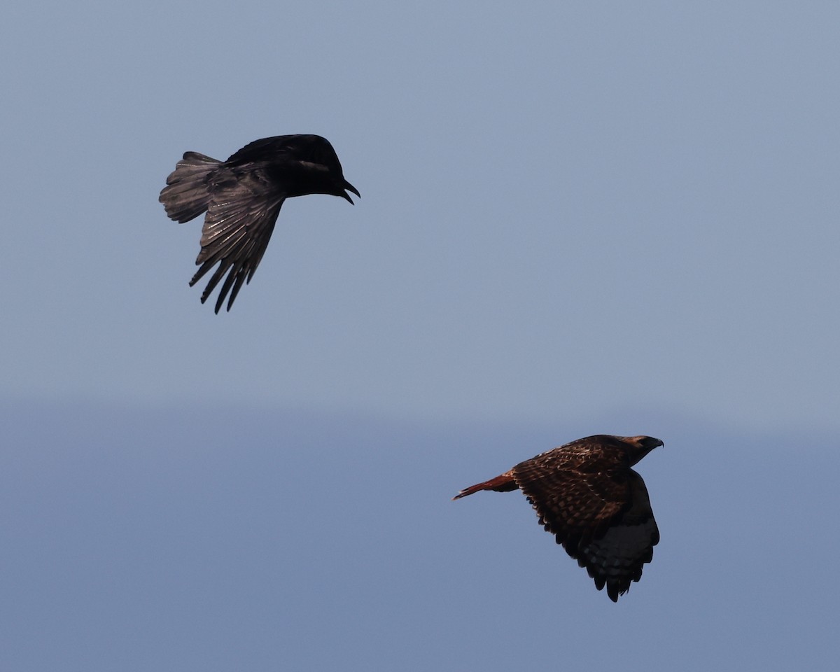 Red-tailed Hawk (calurus/alascensis) - ML647731280