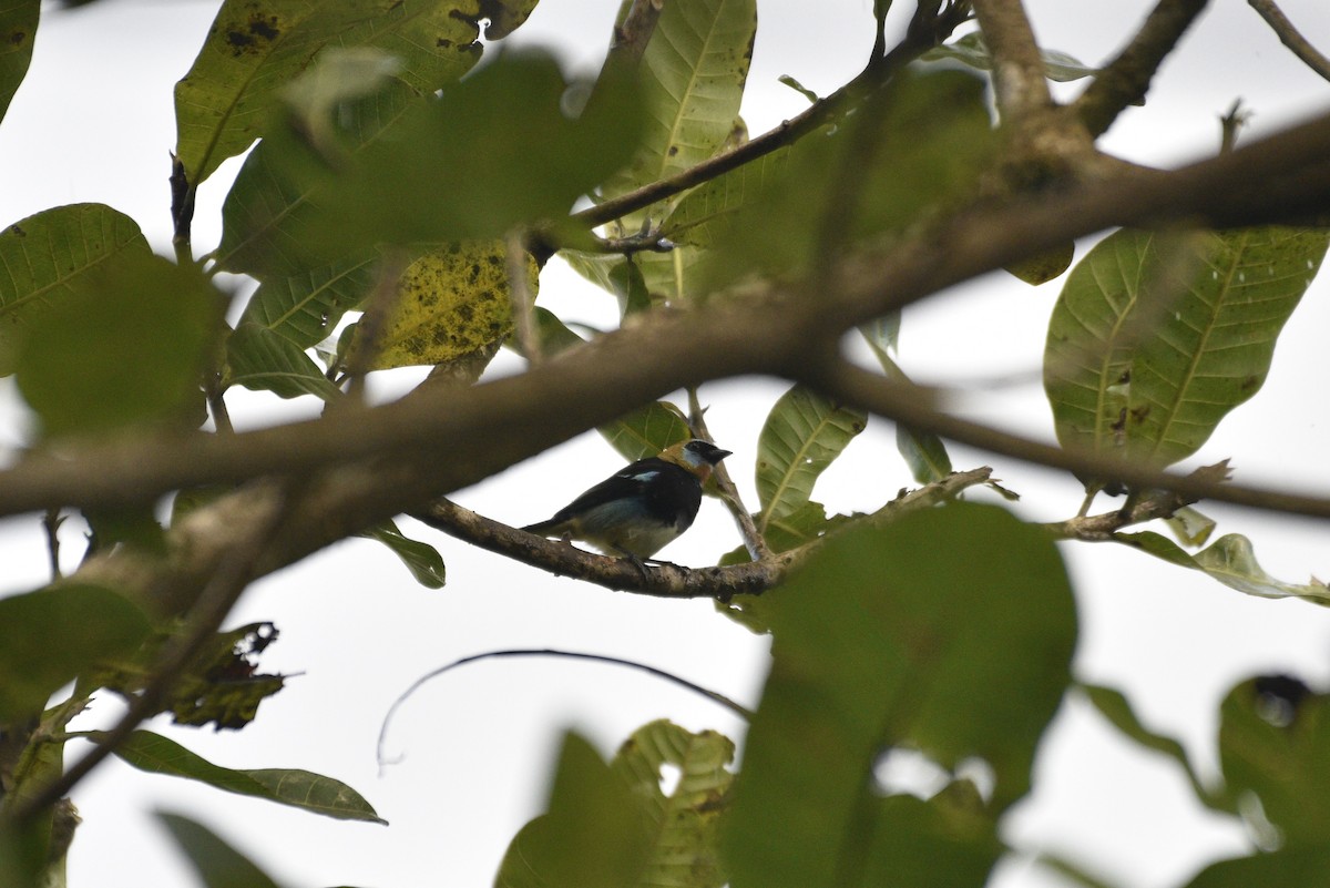 Goldscheiteltangare - ML647731294