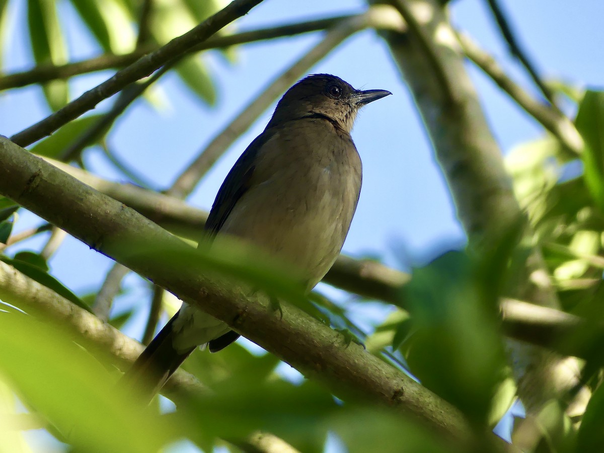Black-billed Thrush - ML647731308
