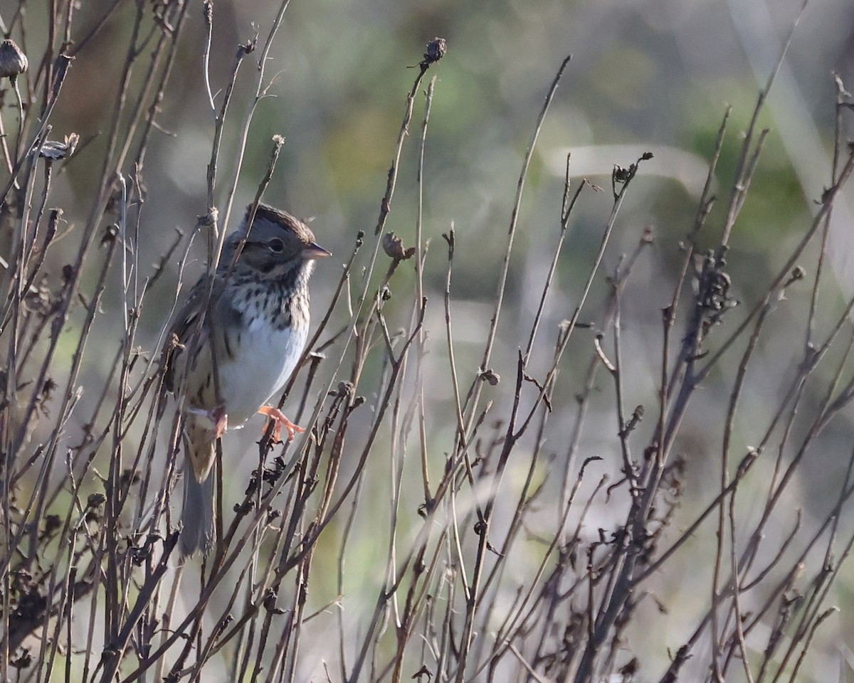 Lincoln's Sparrow - ML647731316