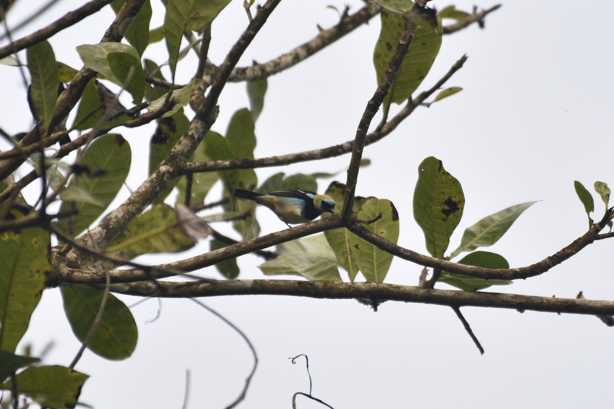 Goldscheiteltangare - ML647731317