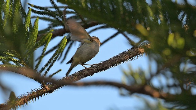 Вівчарик лісовий - ML647731329