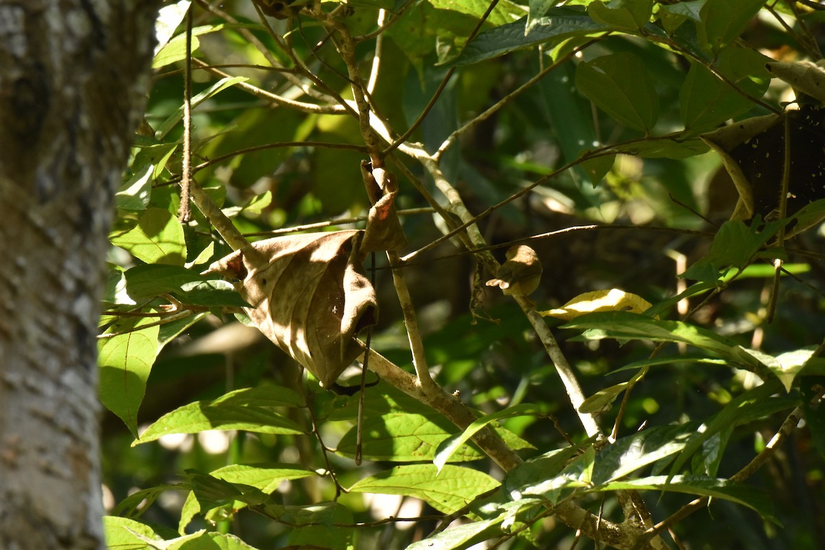 Rufous-fronted Babbler - ML647731337