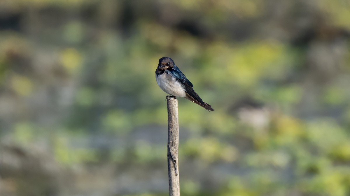 Ластівка сільська - ML647731347