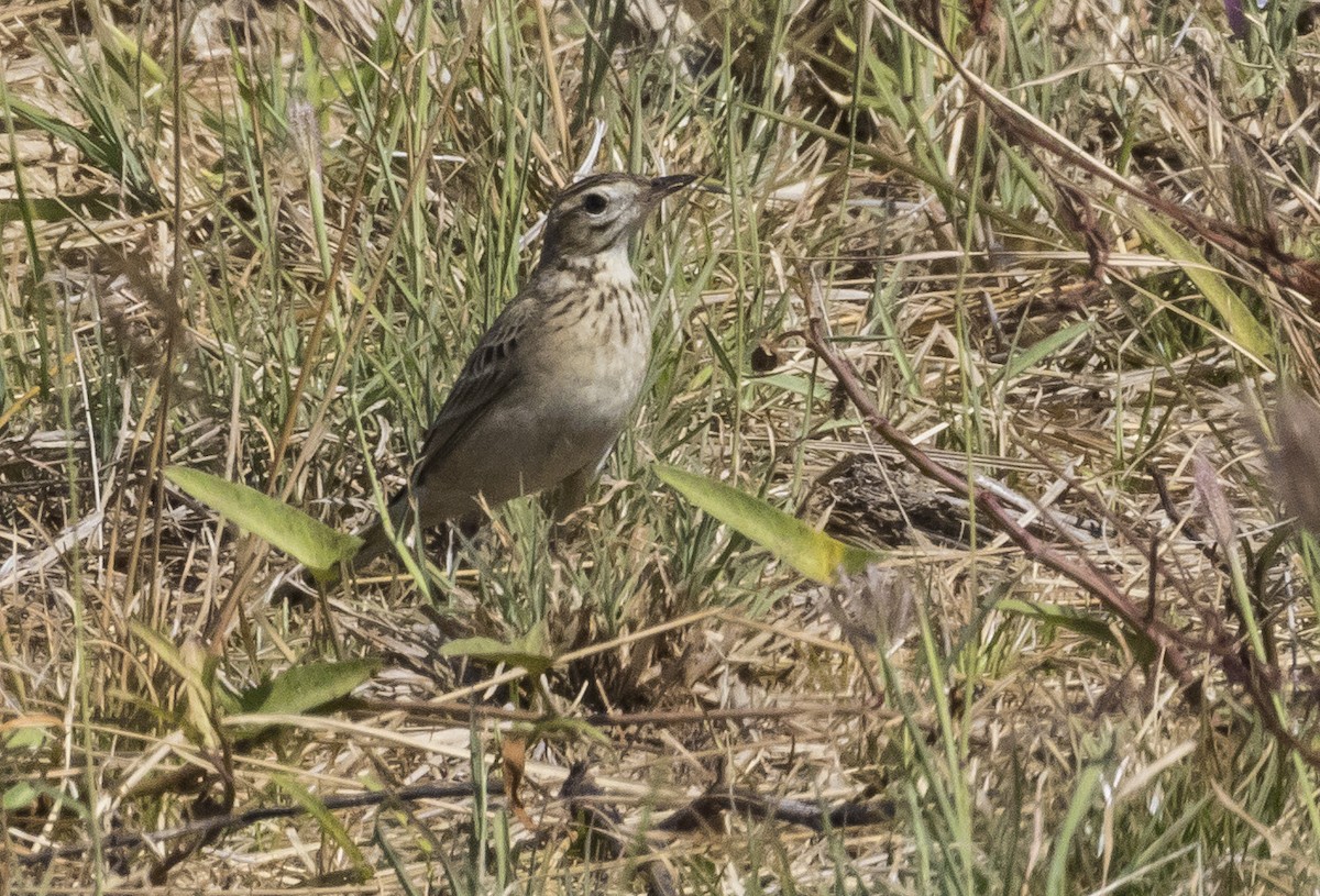 Richard's Pipit - ML647731348