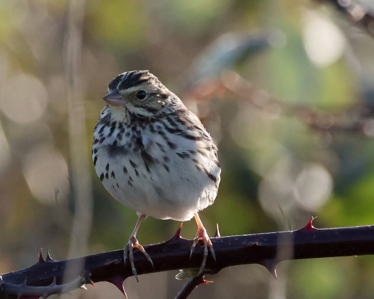 Savannah Sparrow - ML647731349