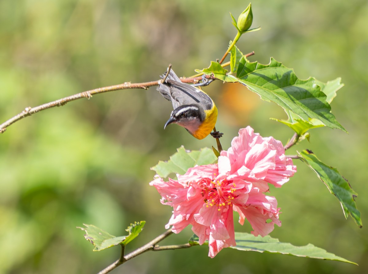 Bananaquit - ML647731373