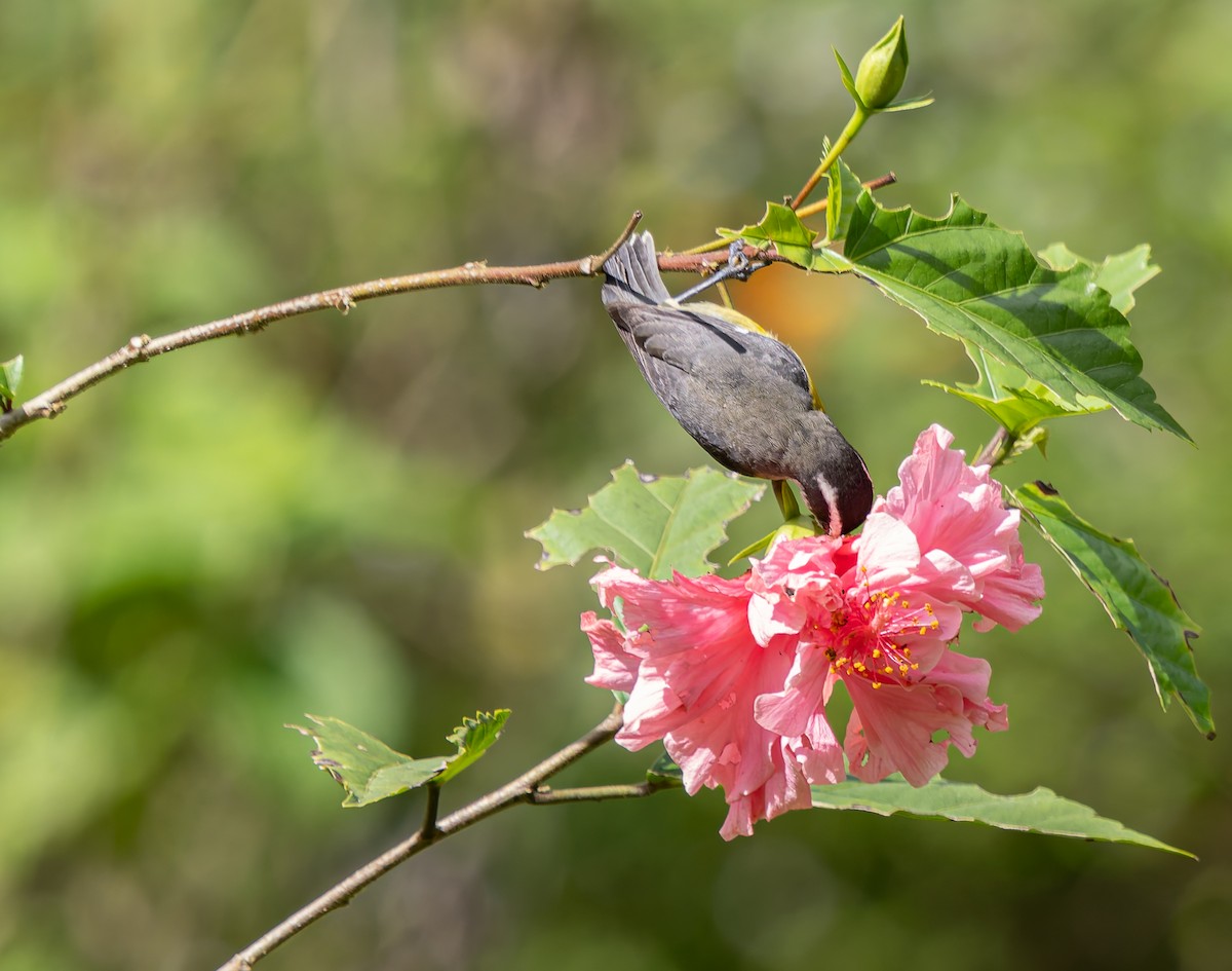 Bananaquit - ML647731374