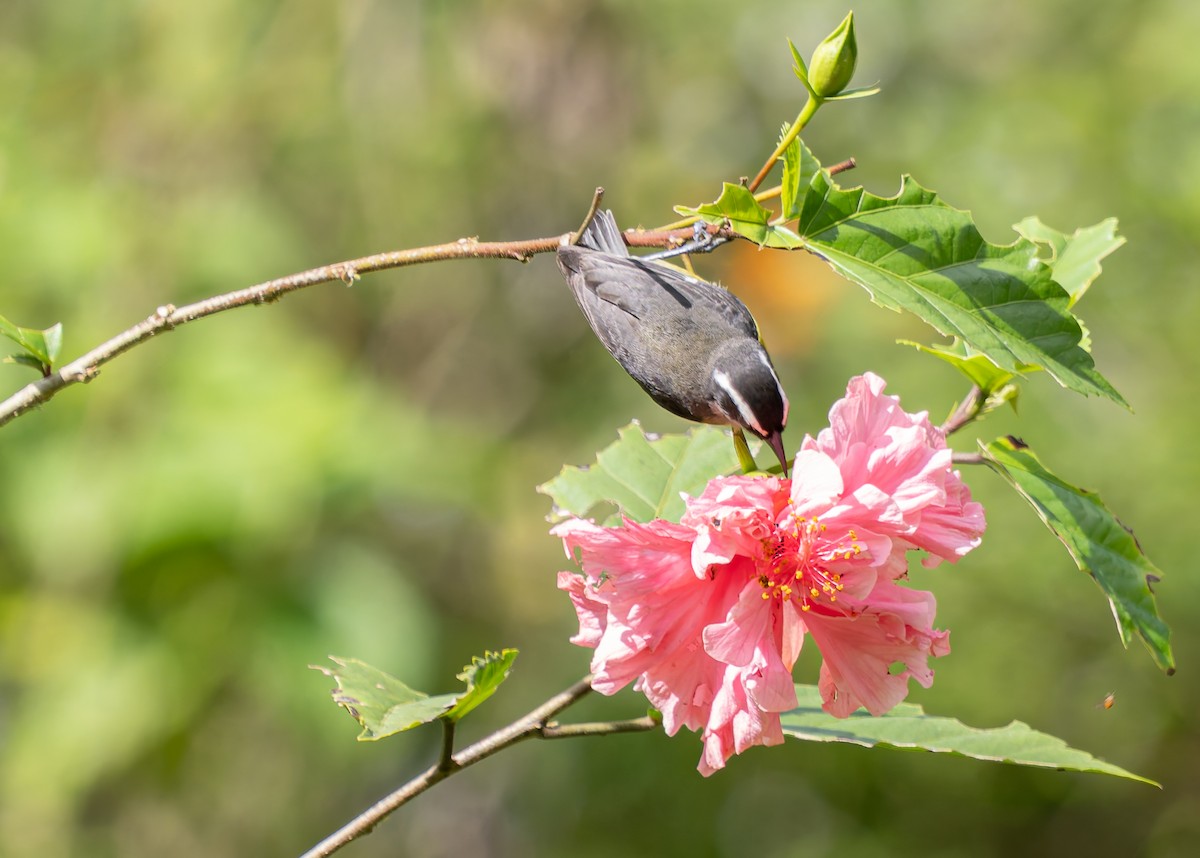 Bananaquit - ML647731375