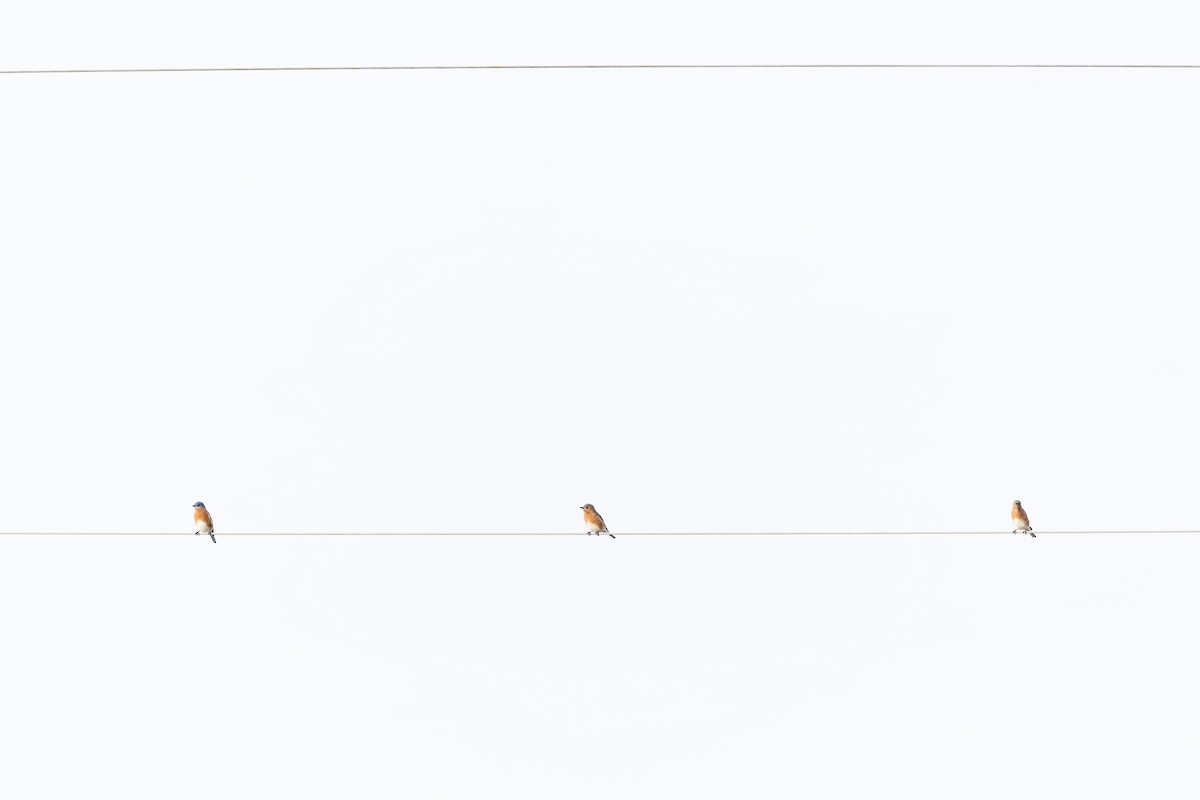 Azulejo Oriental - ML647731380