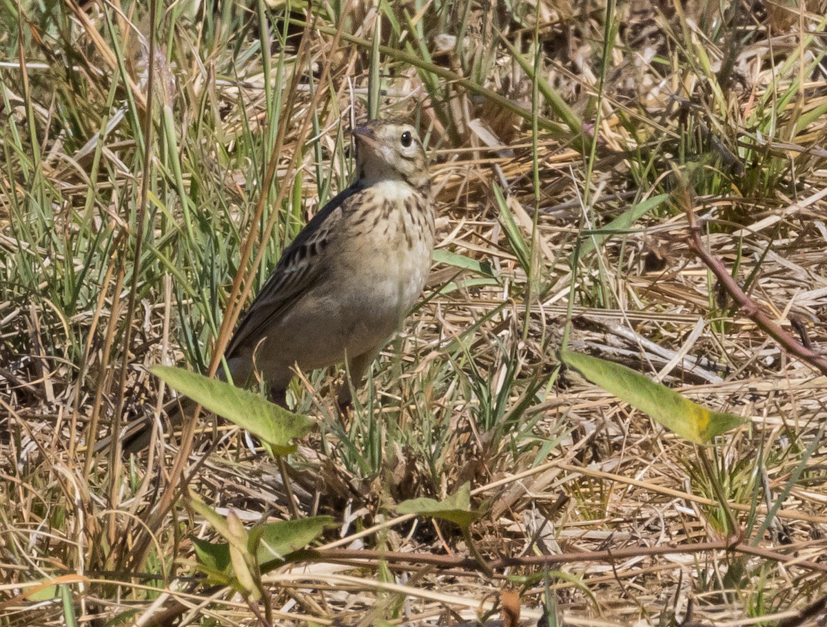 Richard's Pipit - ML647731381