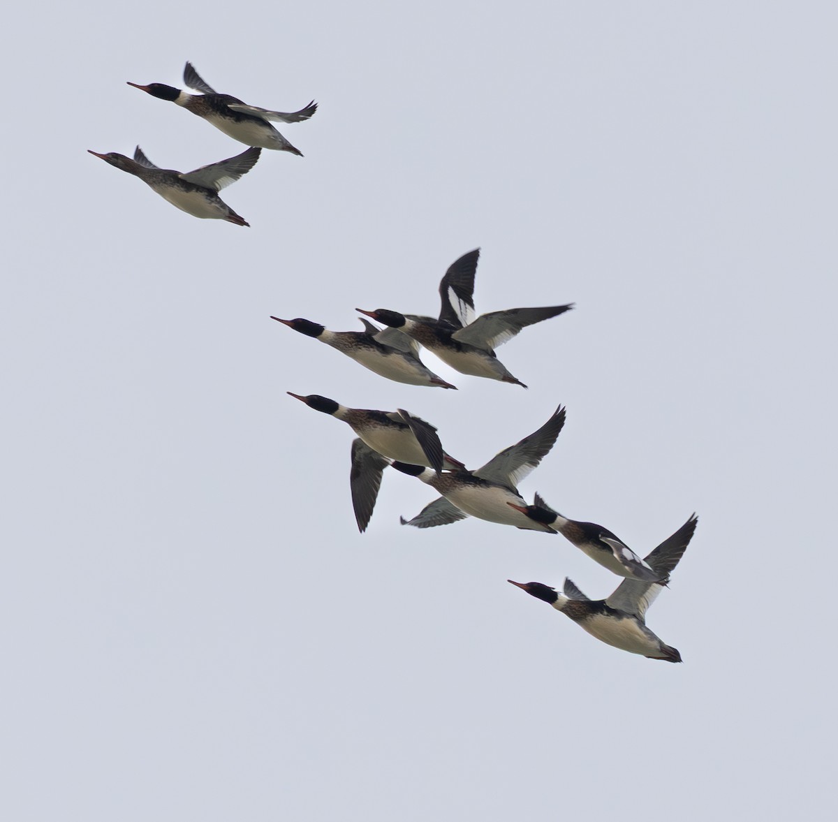 Serreta Mediana - ML647731387