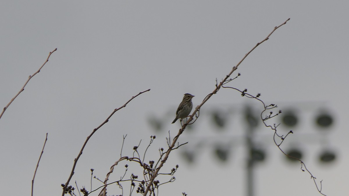 Savannah Sparrow - ML647731390