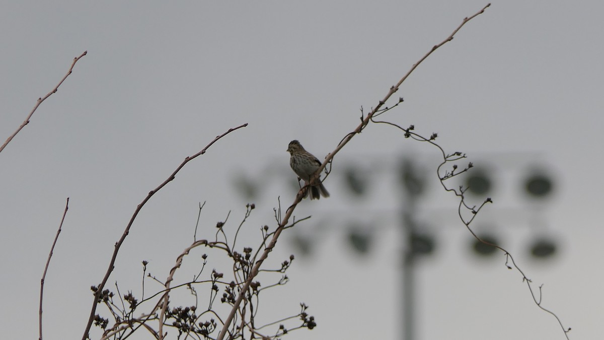 Savannah Sparrow - ML647731391