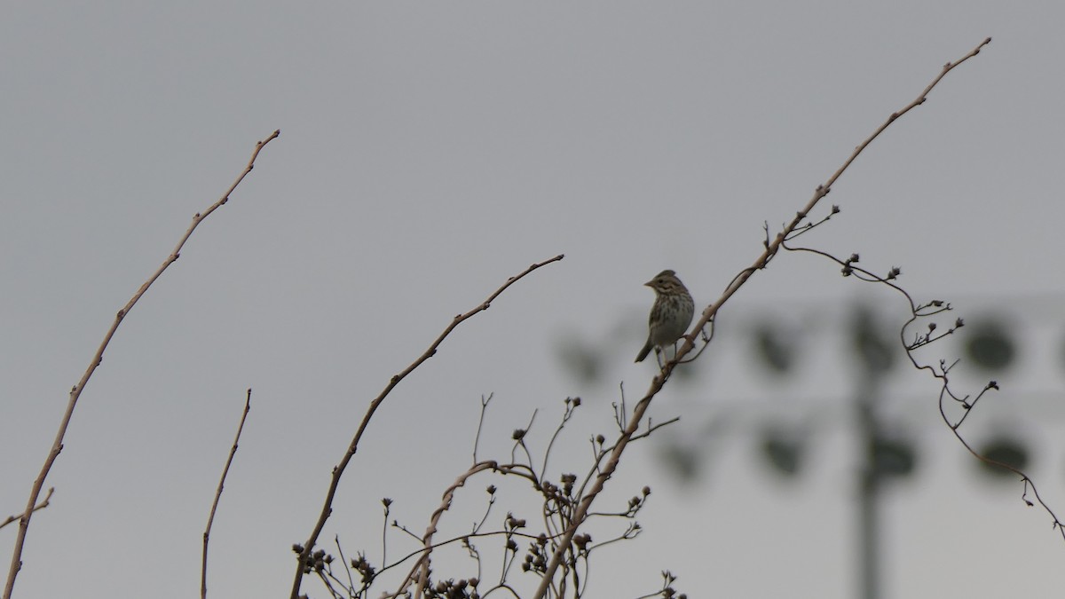 Savannah Sparrow - ML647731392