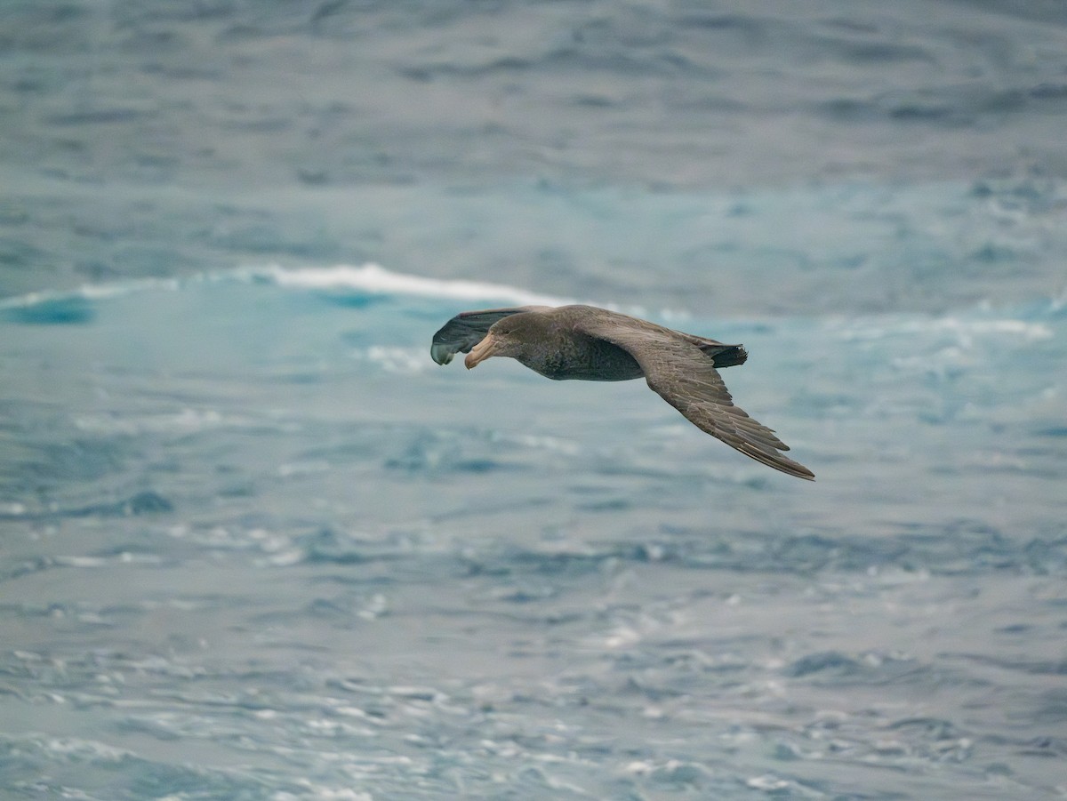 Kuzey Dev Fırtınakuşu - ML647731400