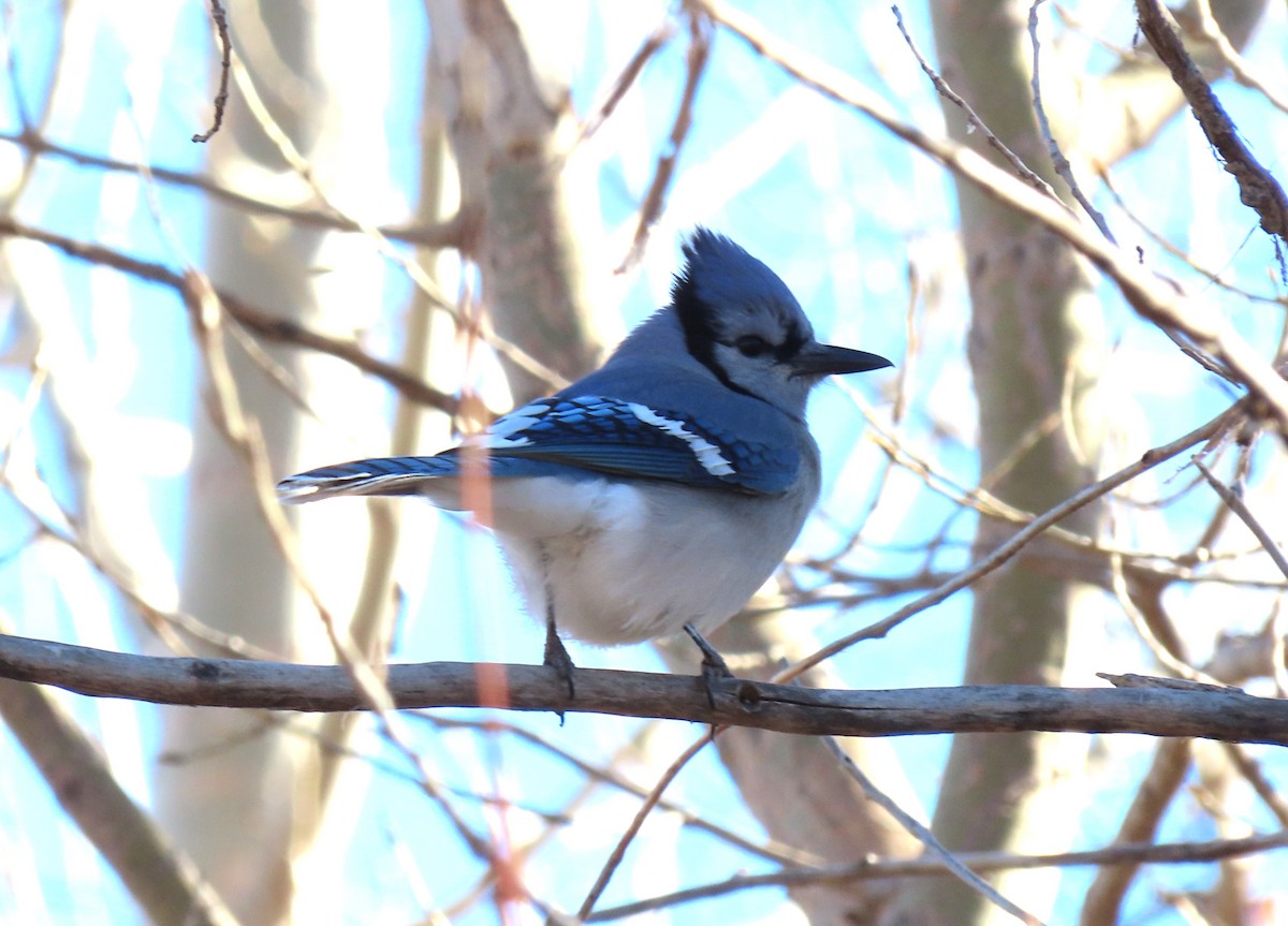 Blue Jay - ML647731412