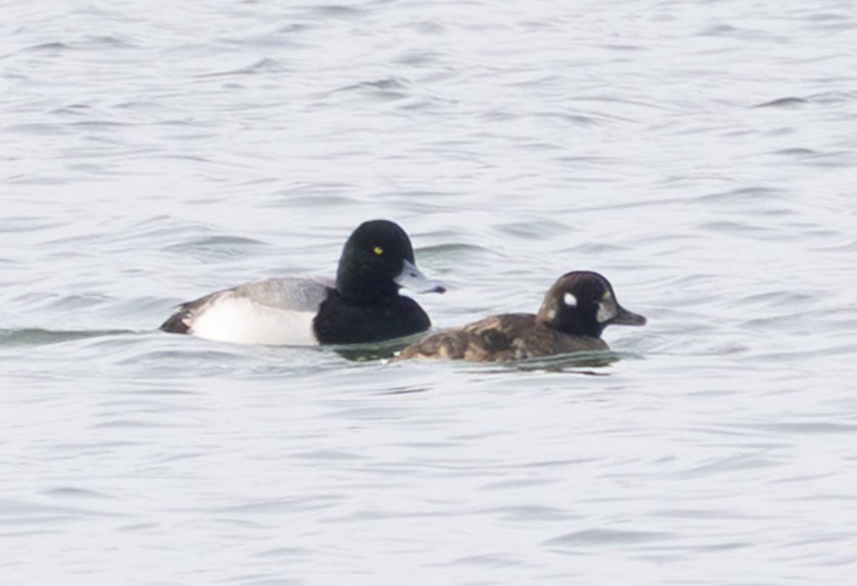 Harlequin Duck - ML647731414