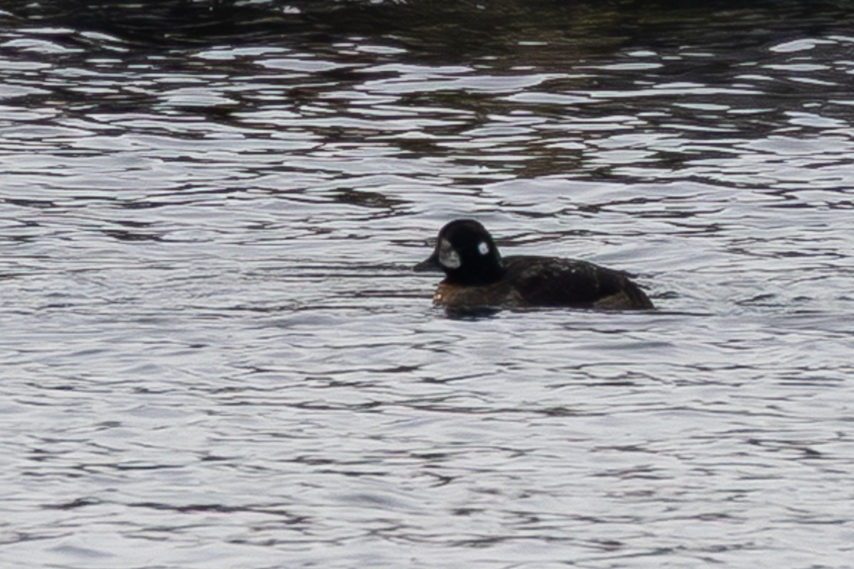 Harlequin Duck - ML647731415