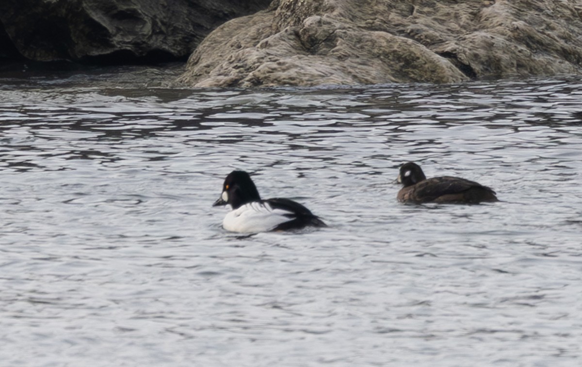 Harlequin Duck - ML647731416