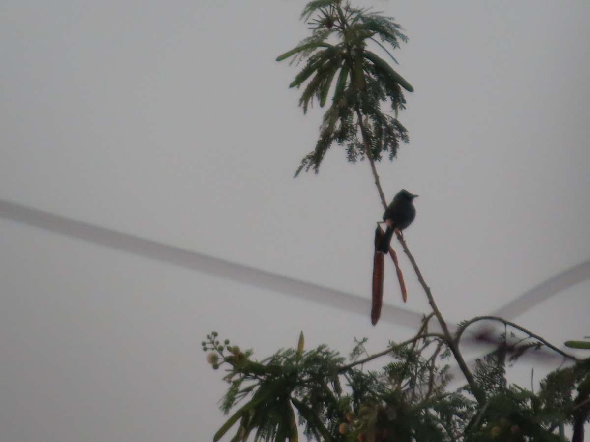 Red-vented Bulbul - ML647731425