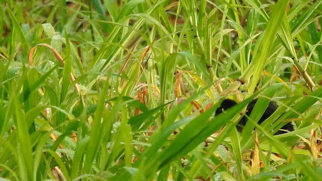 Султанка американська - ML647731429