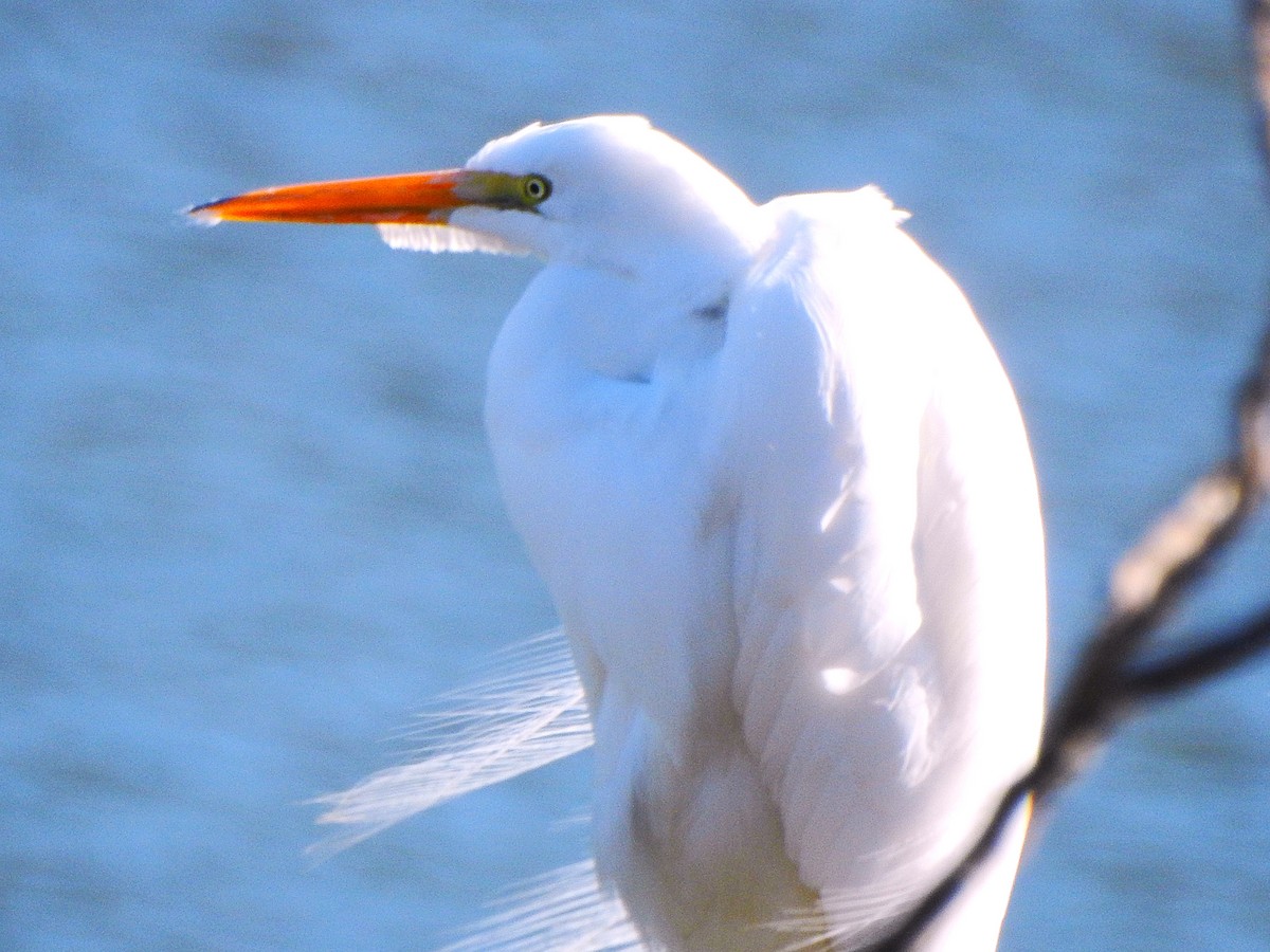Great Egret - ML647731436