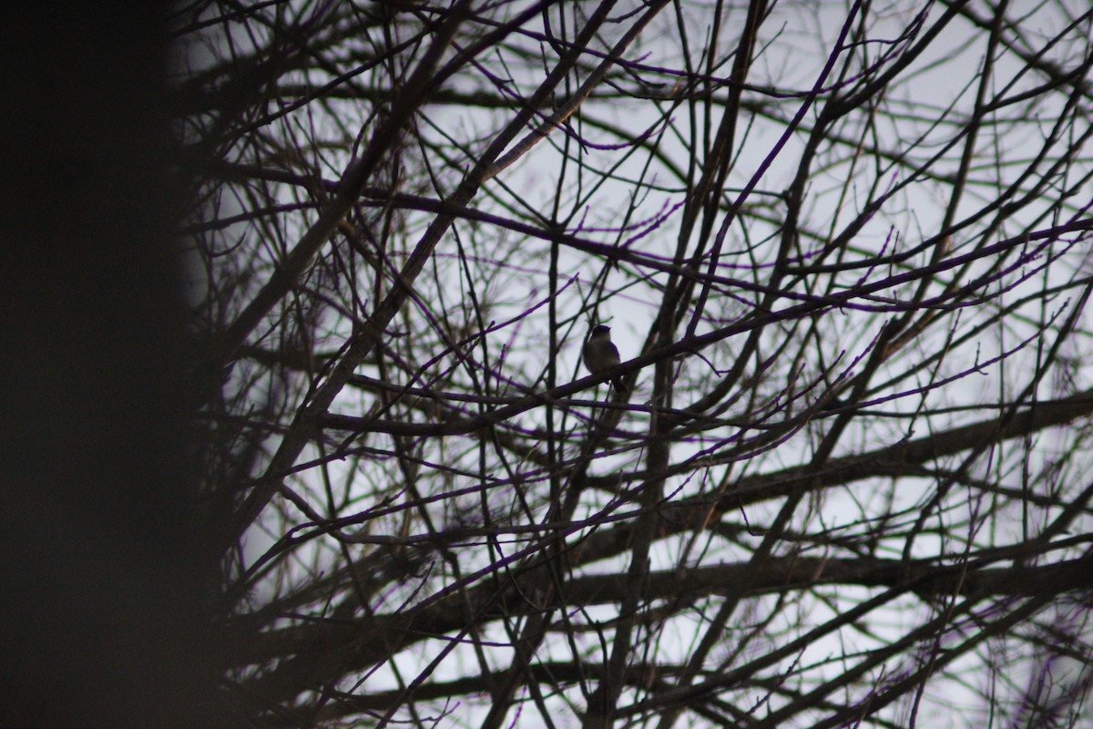 Eastern Phoebe - ML647731438