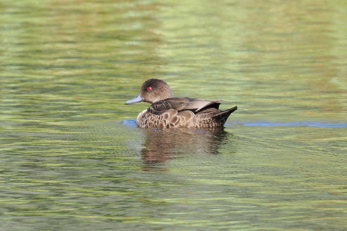 Chestnut Teal - ML647731445