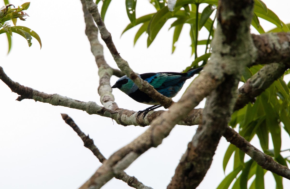 Masked Tanager - ML647731468