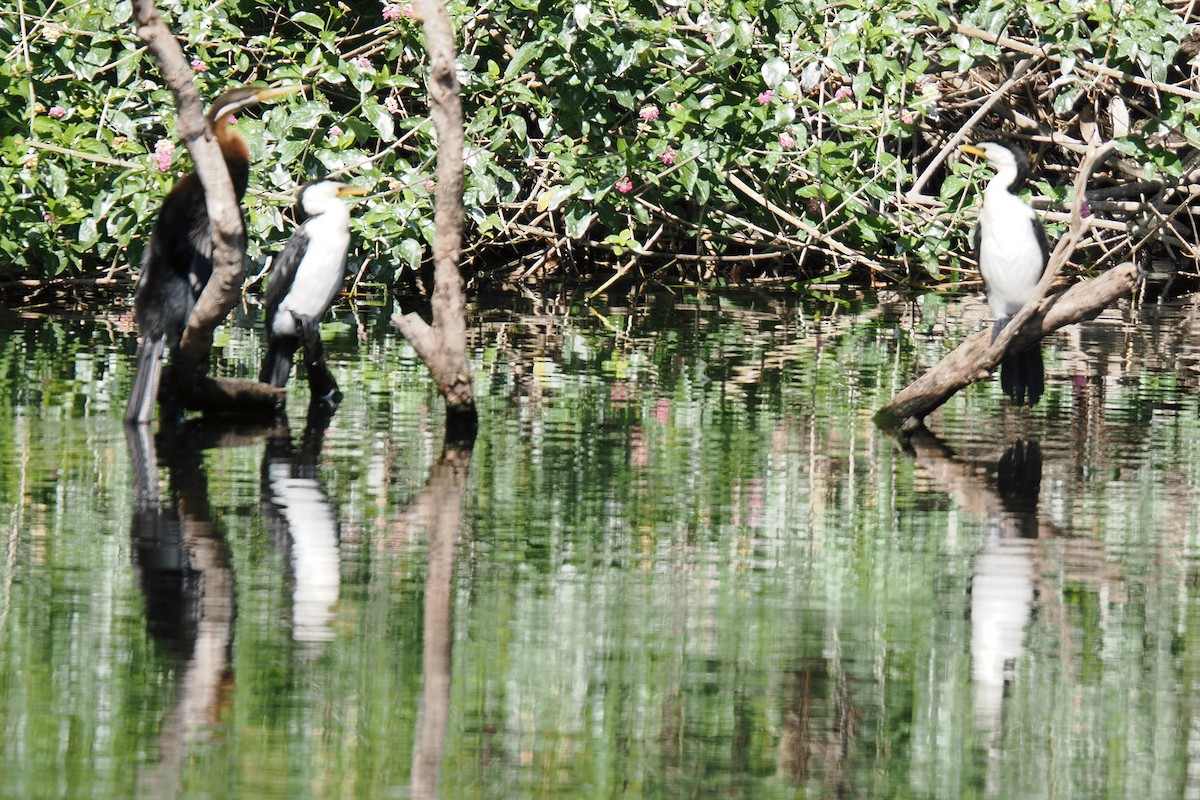 Little Pied Cormorant - ML647731469