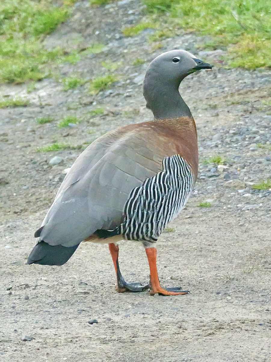 Ashy-headed Goose - ML647731470
