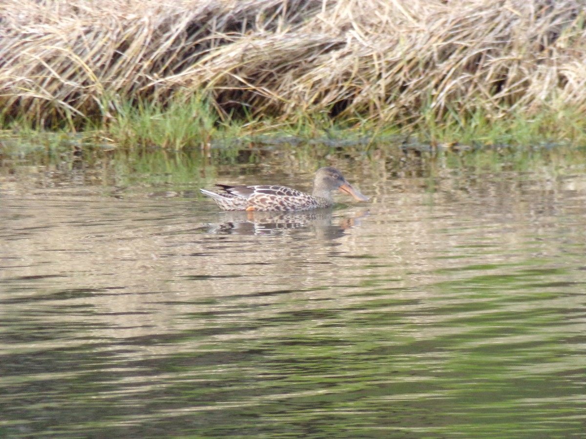 Northern Shoveler - ML647731471