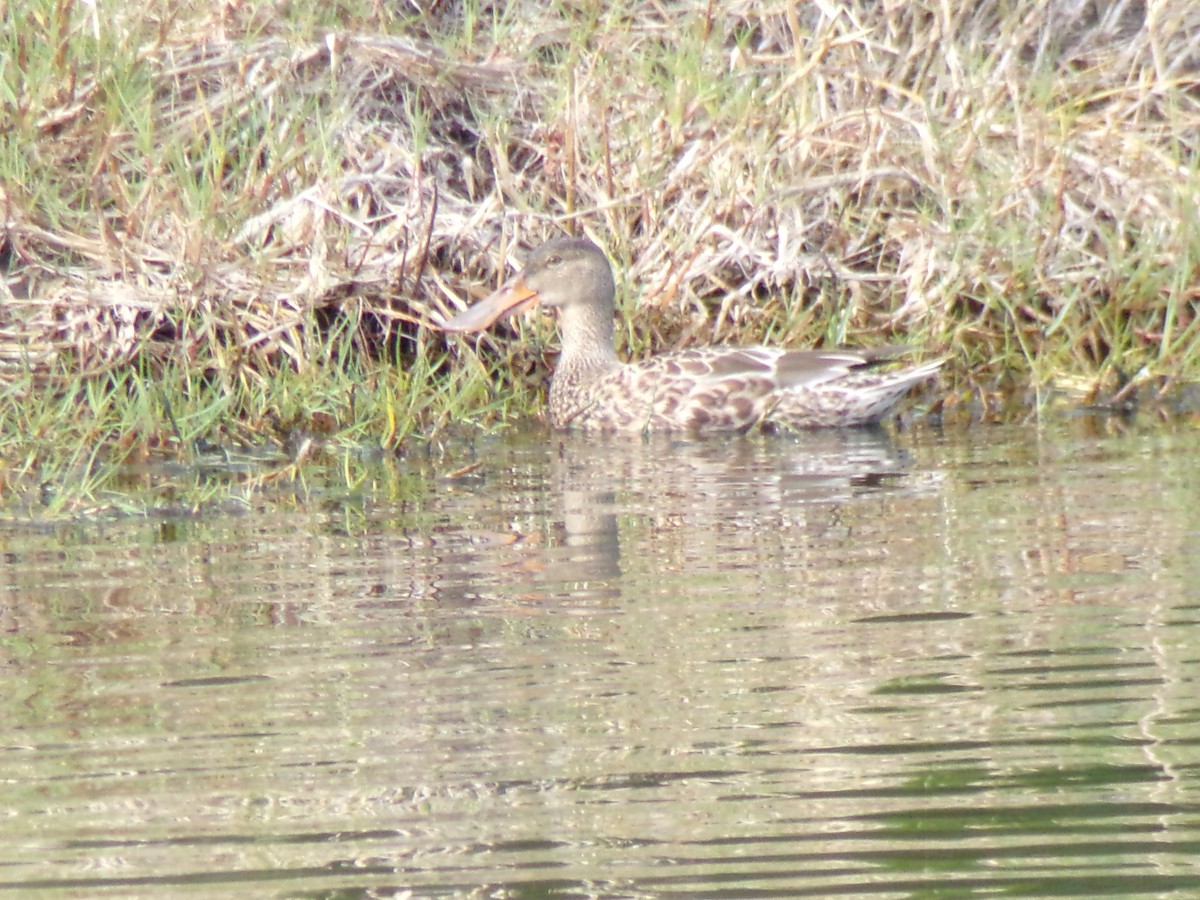 Northern Shoveler - ML647731472