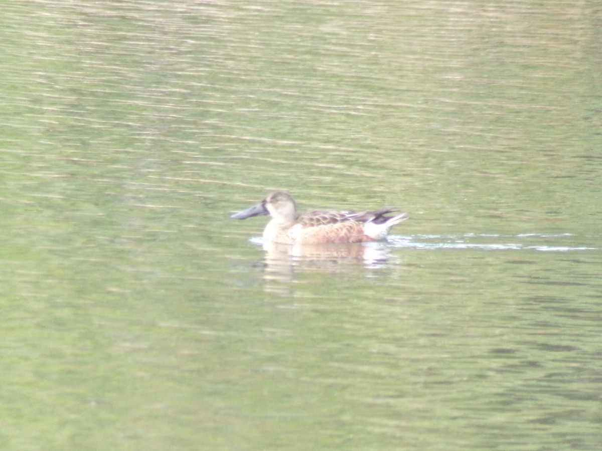 Northern Shoveler - ML647731473