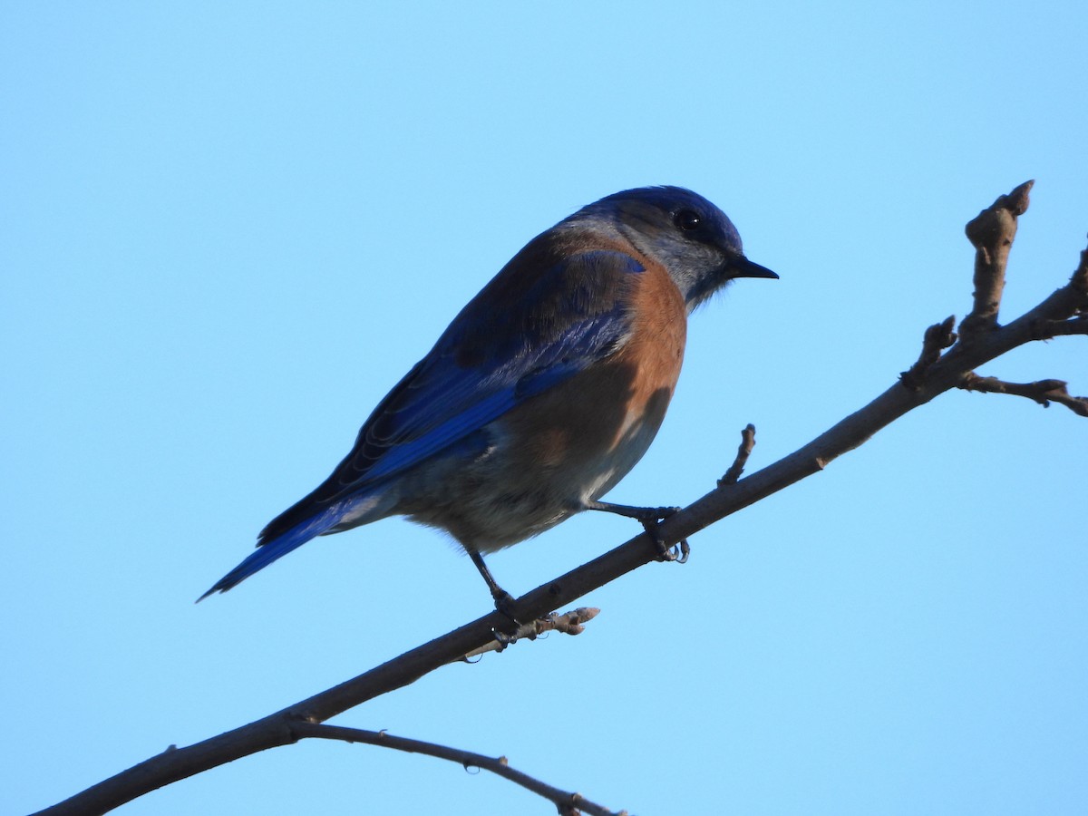 Western Bluebird - ML647731483