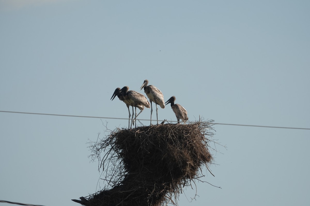 Jabiru - ML647731485