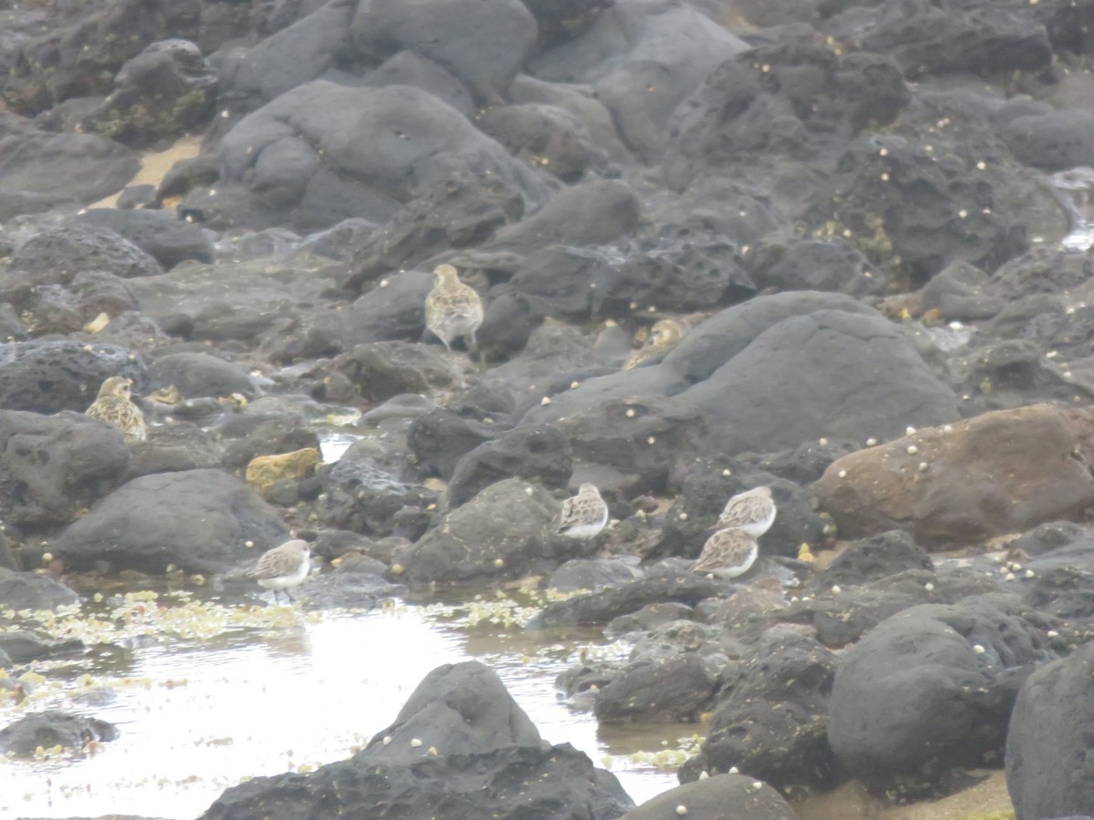 Red-necked Stint - ML647731486