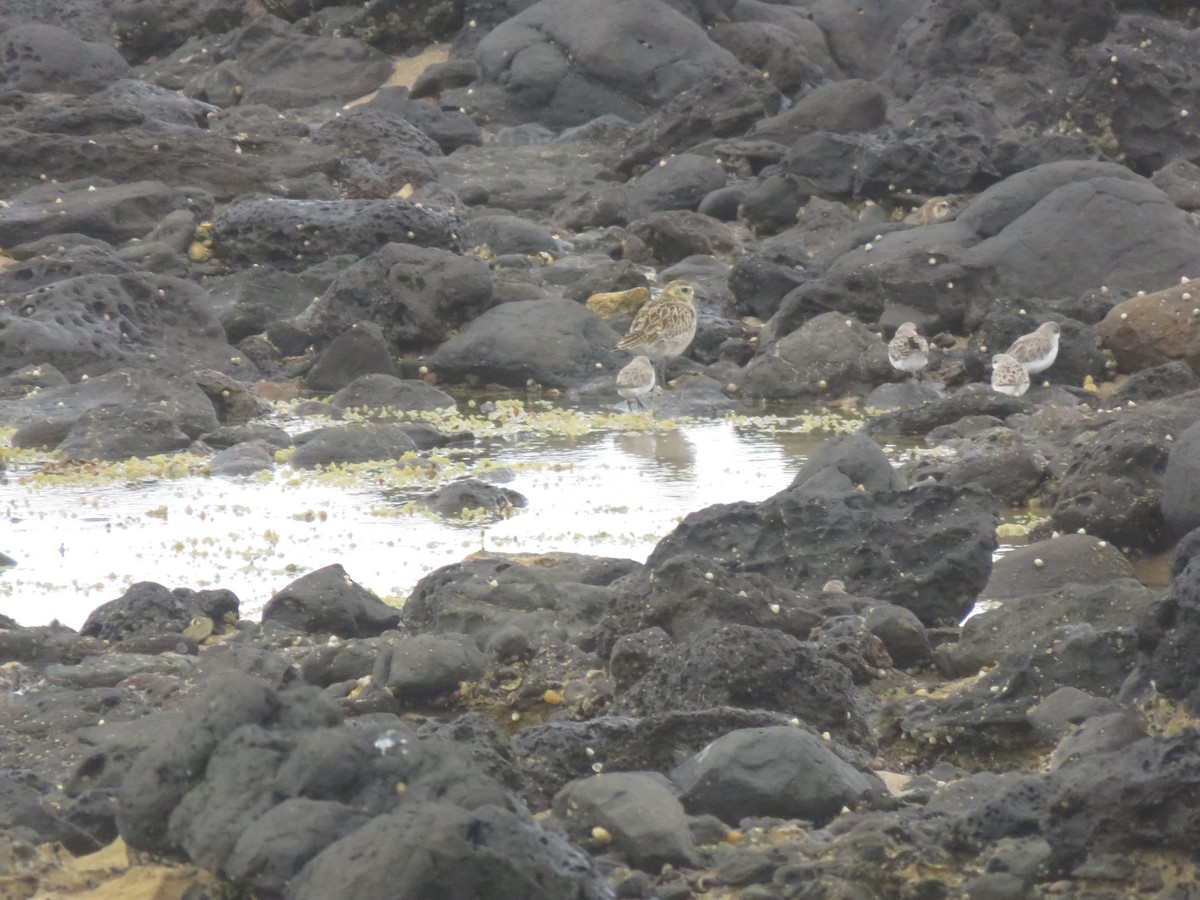 Red-necked Stint - ML647731487