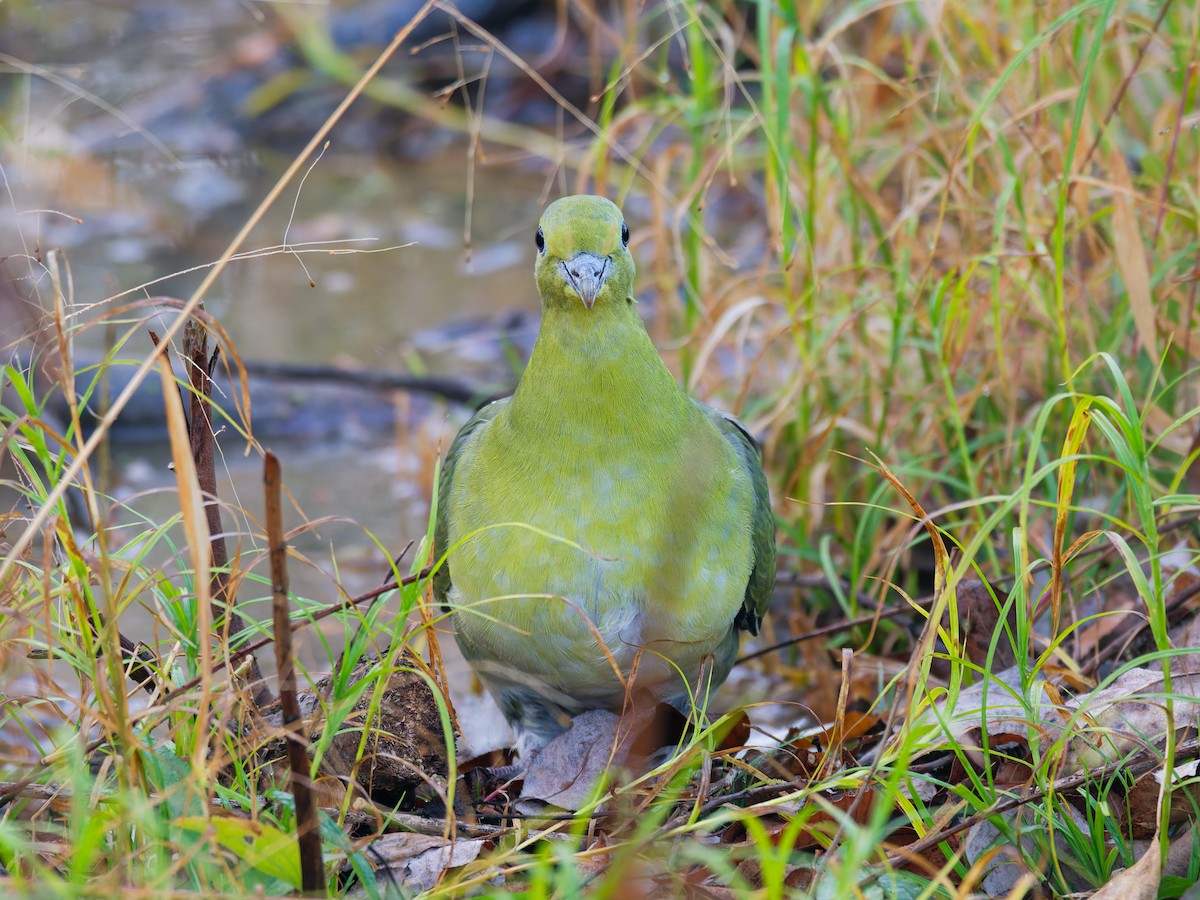 White-bellied Green-Pigeon - ML647731489