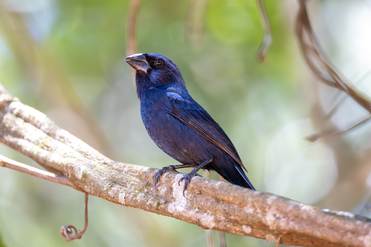 Ultramarine Grosbeak - ML647731490