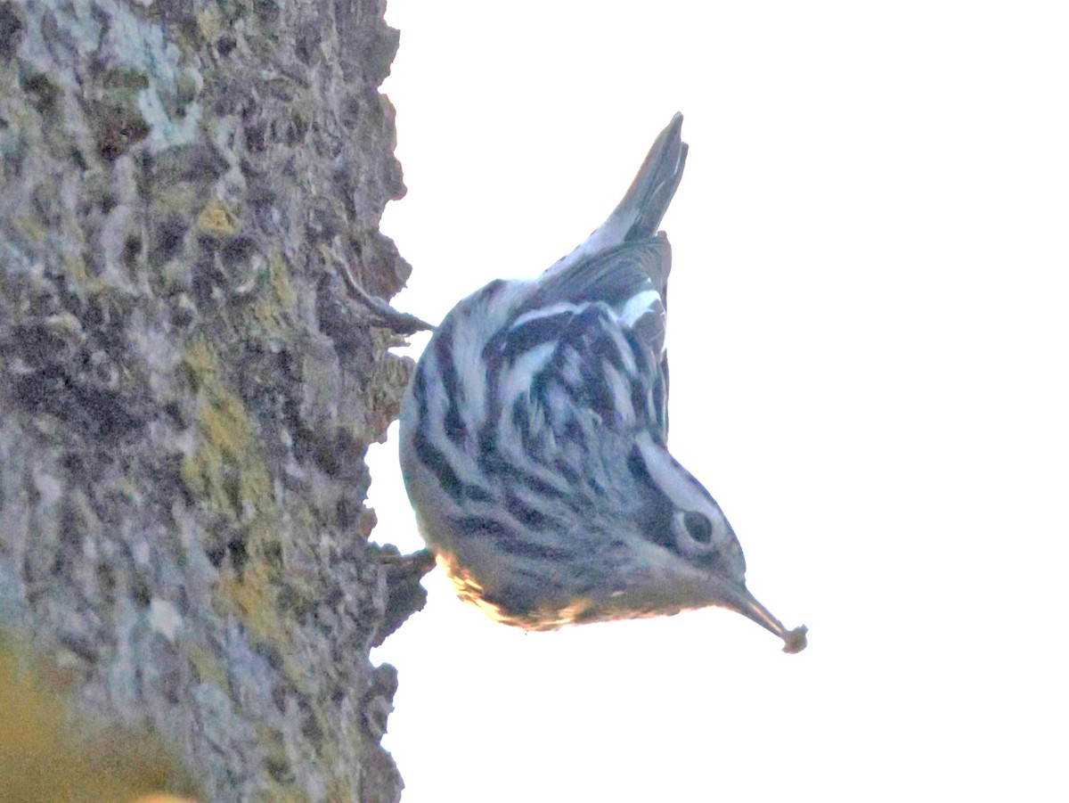 Black-and-white Warbler - ML647731491