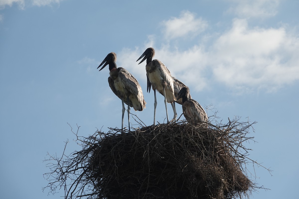 Jabiru - ML647731492